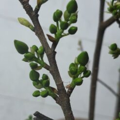 PHÂN BÓN MAX FLOWER - SIÊU MẬP NỤ ABC7
