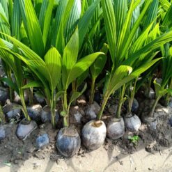 Cây Giống- Dừa dứa
