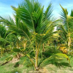 DỪA SÁP CẤY PHÔI CÂY 10-12 THÁNG