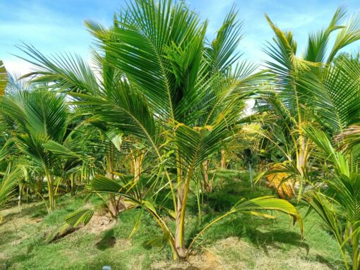DỪA SÁP CẤY PHÔI CÂY 10-12 THÁNG