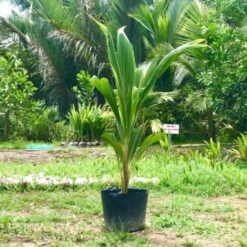DỪA SÁP CẤY PHÔI CÂY 7 - 9 THÁNG