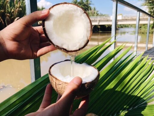 Trái Dừa Sáp - Đặc sản Trà Vinh