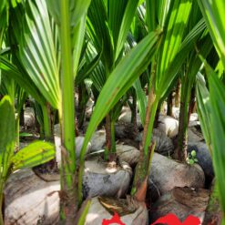 Cây Giống - Dừa xiêm lục