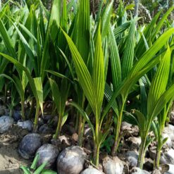 Cây Giống- Dừa dứa