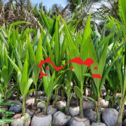Cây Giống - Dừa xiêm lục