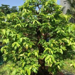 PHÂN BÓN MAX ROOT - BUNG RỄ TẠO TÁN ABC8