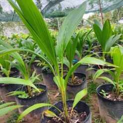 Cây dừa sáp cấy phôi lấy liền