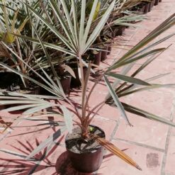 Cây Giống - Kè bạt ( cây 50-60cm)