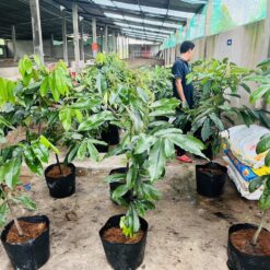 HỒNG NHUNG < 80cm
