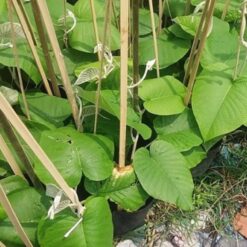 Cây bạc thau 1m