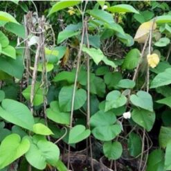 Cây bạc thau 1m