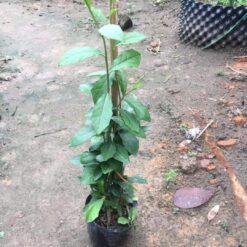 Cây cúc tầng ấn độ (30cm- 50 cm)