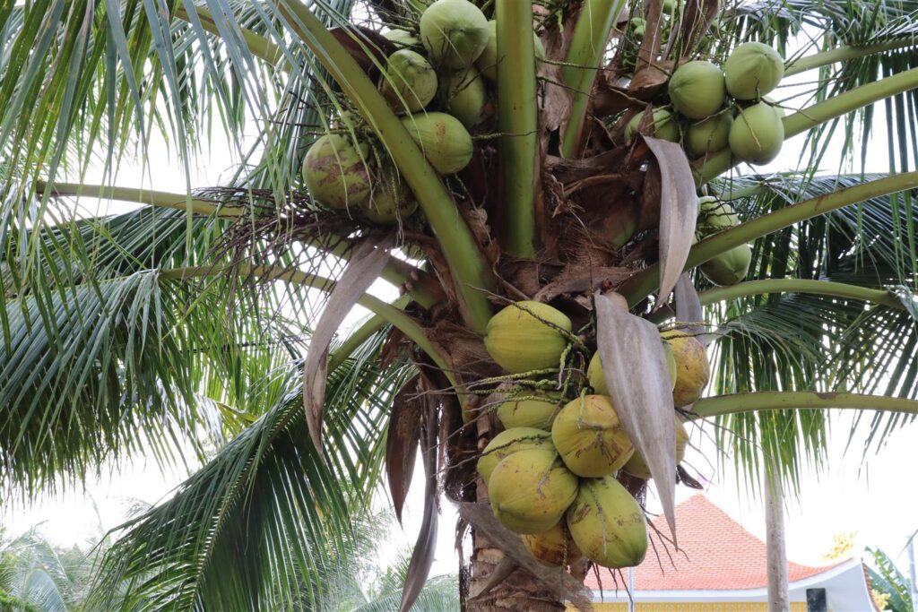 Cây Dừa Sáp - Đặc Sản Trà Vinh
